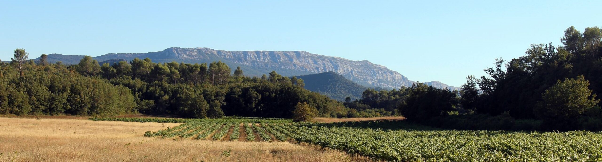 AOP Coteaux-Varois-en-Provence Blanc 2025